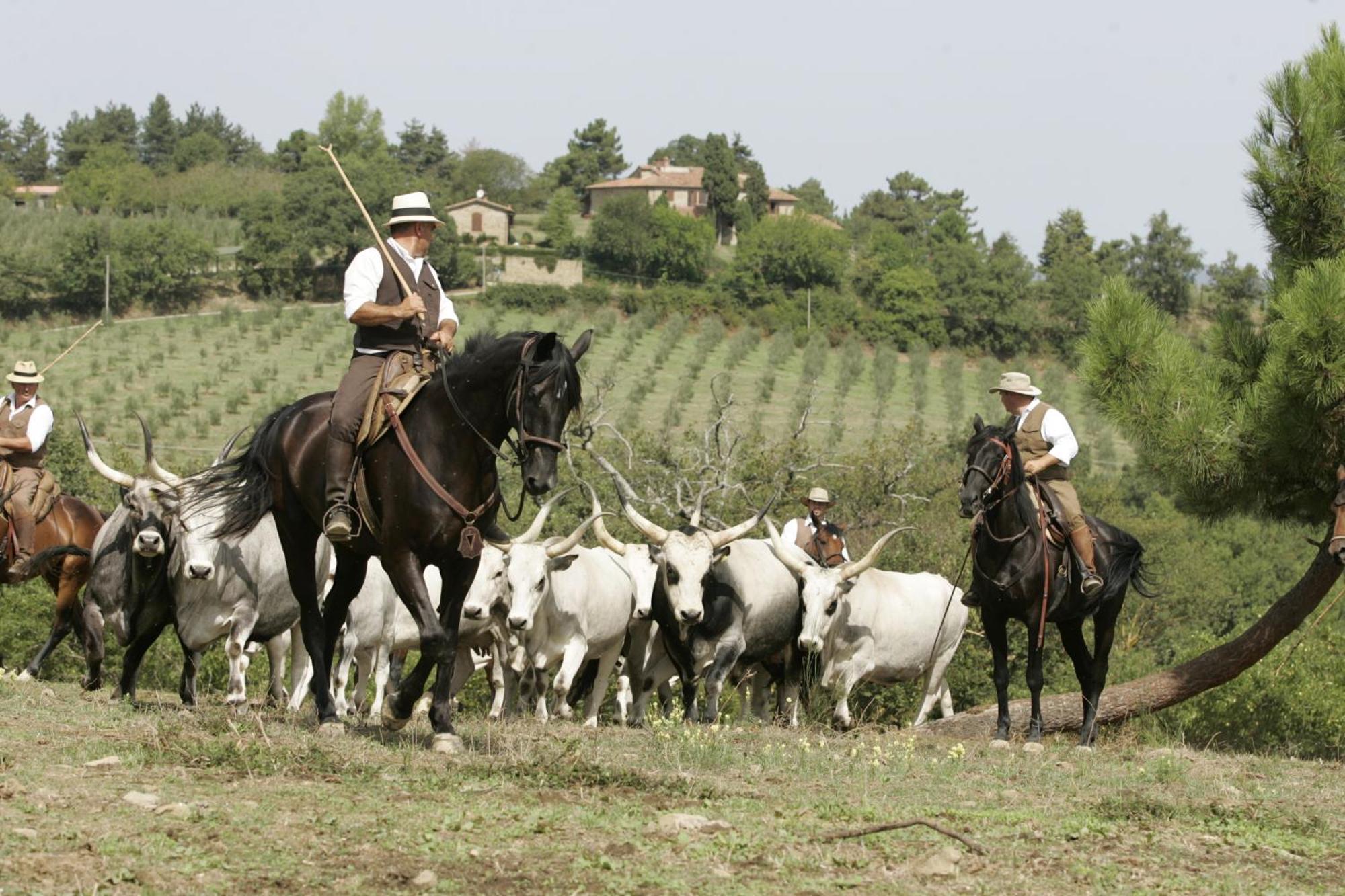 Agriturismo La Forra Cavriglia Exteriér fotografie
