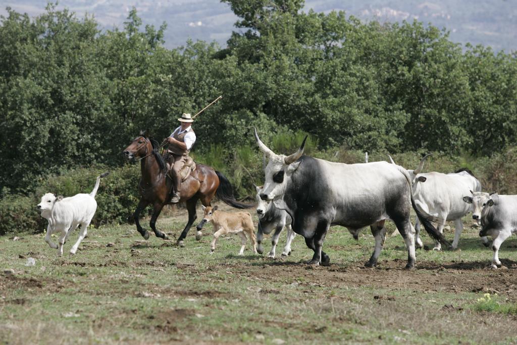Agriturismo La Forra Cavriglia Exteriér fotografie